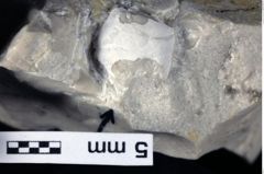 Foto (Detailansicht) von Decapoda indet. (NHMW-GEO-1990-0041-0427)